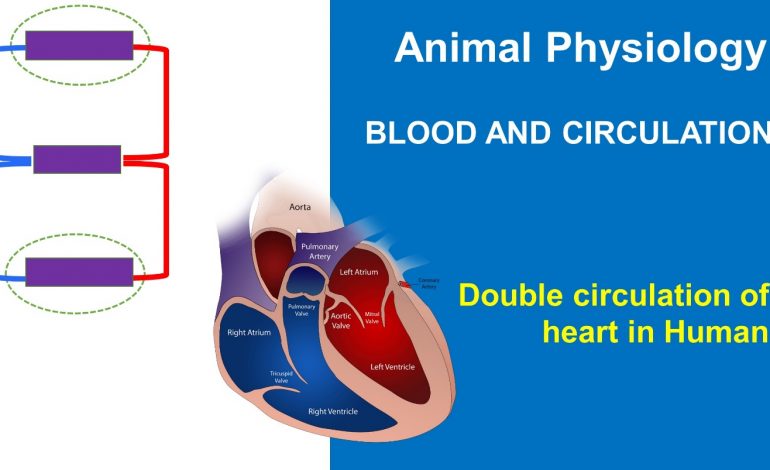  Animal Physiology – BLOOD AND CIRCULATION – Double circulation