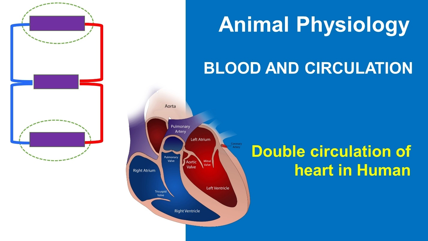 Animal Physiology - BLOOD AND CIRCULATION - Double circulation