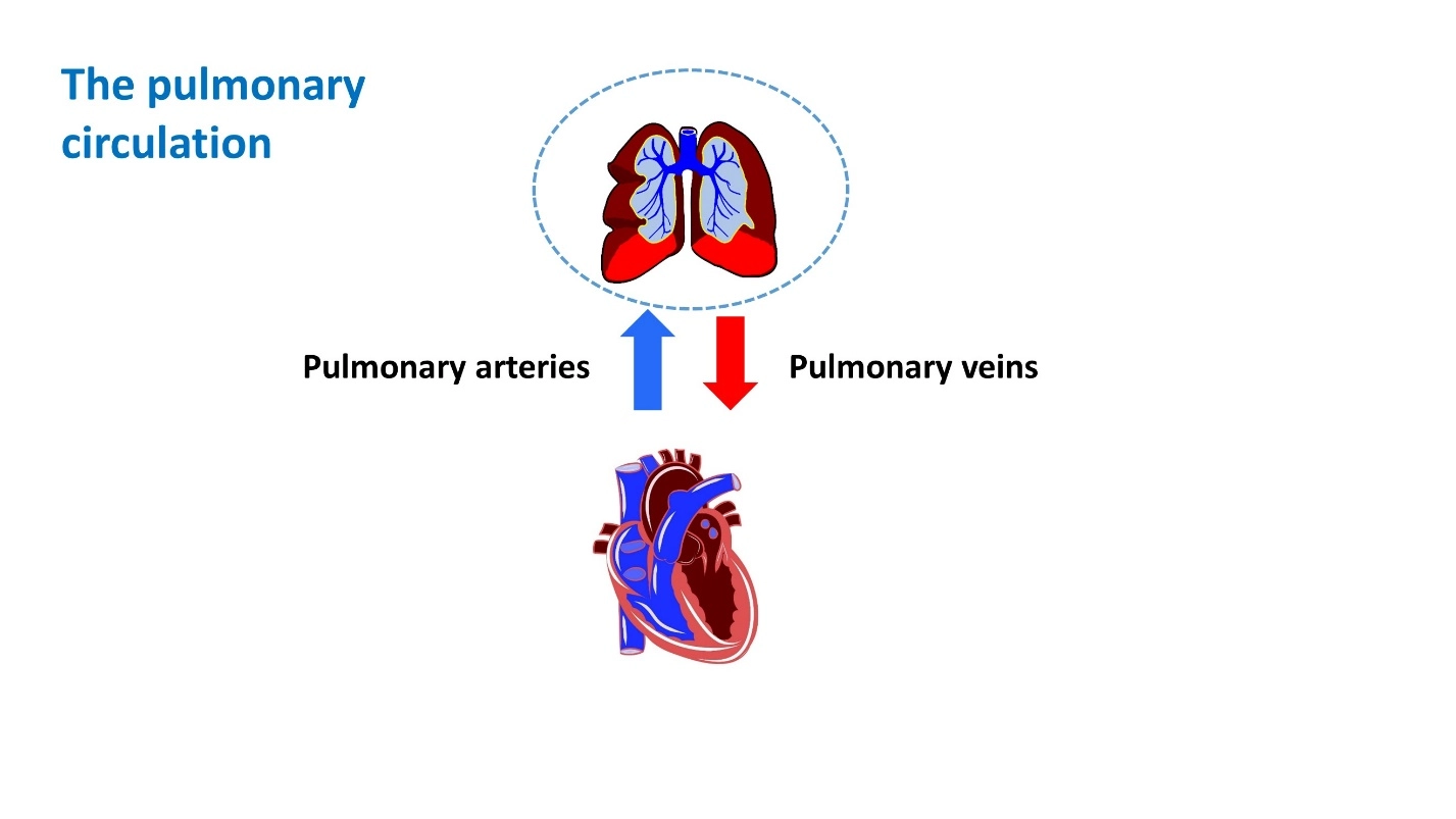 The pulmonary circulation – Animal Physiology - BLOOD AND CIRCULATION - Double circulation
