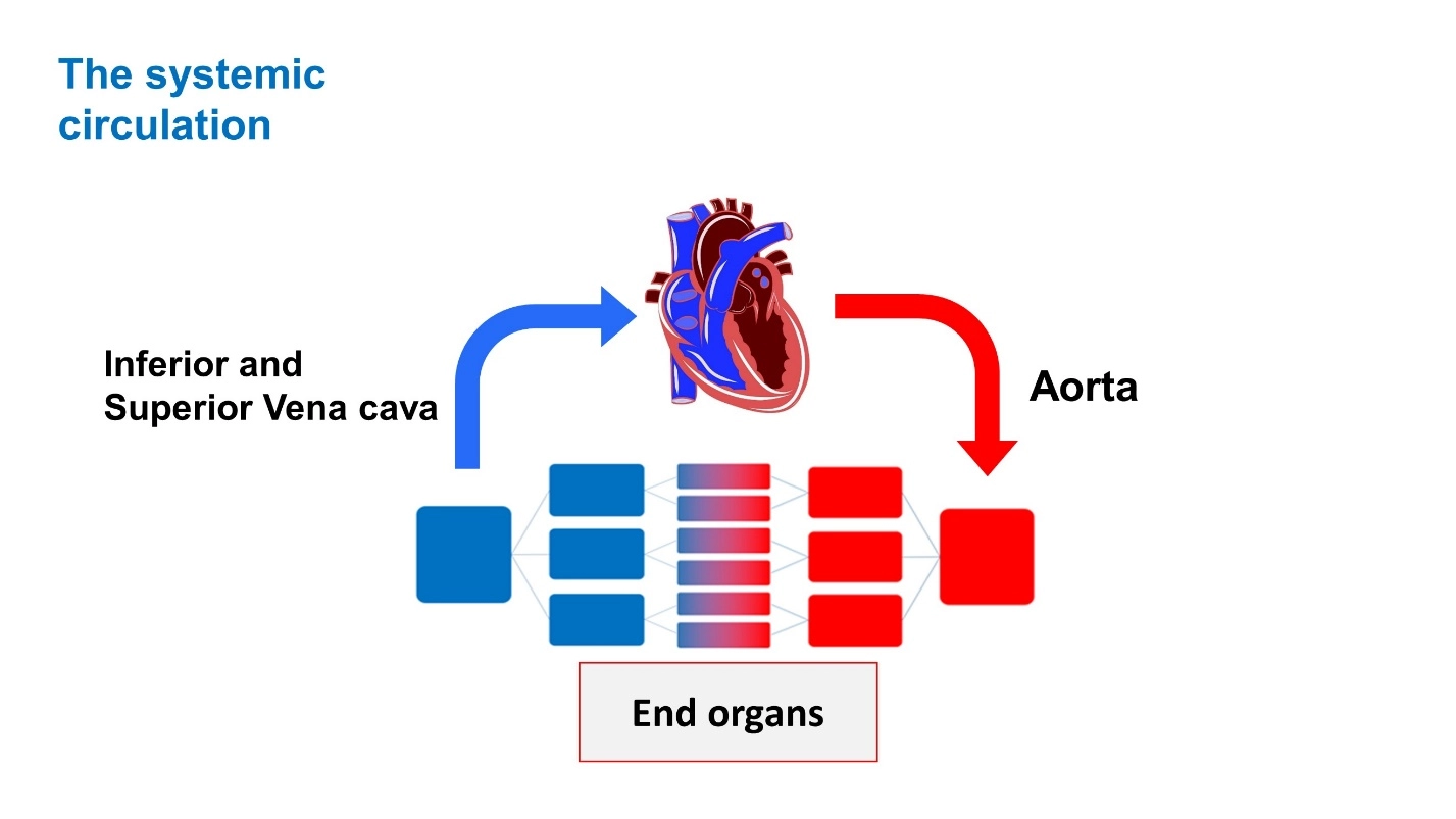 The systemic circulation – Animal Physiology - BLOOD AND CIRCULATION - Double circulation