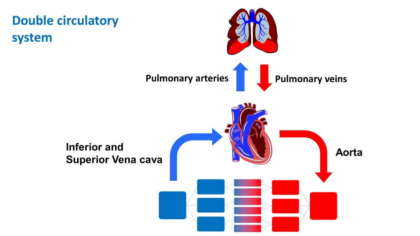 The systemic circulation – Animal Physiology - BLOOD AND CIRCULATION - Double circulation