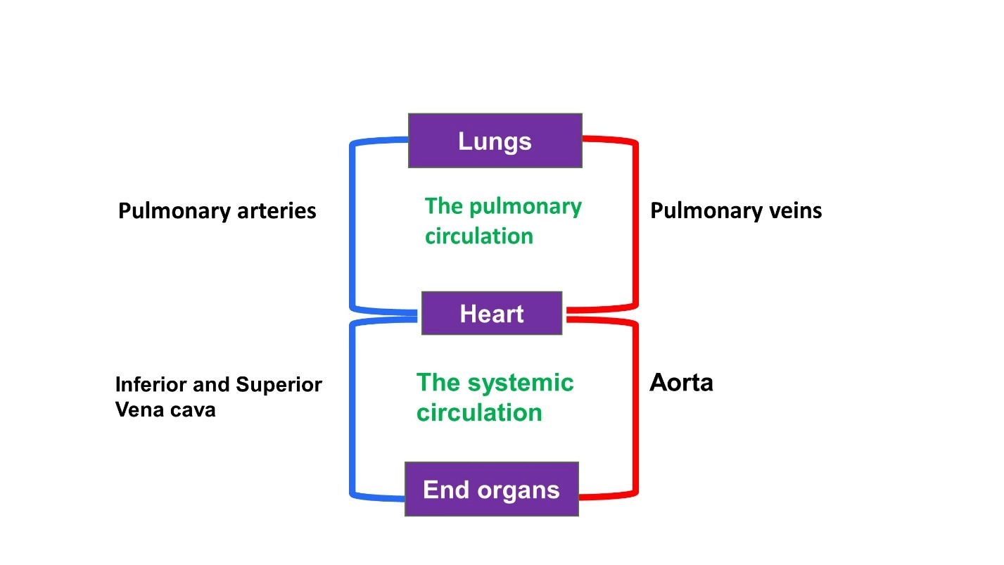 The systemic circulation – Animal Physiology - BLOOD AND CIRCULATION - Double circulation