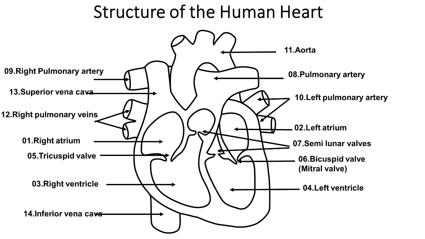 What is blood circulation? – Animal Physiology - BLOOD AND CIRCULATION - Double circulation