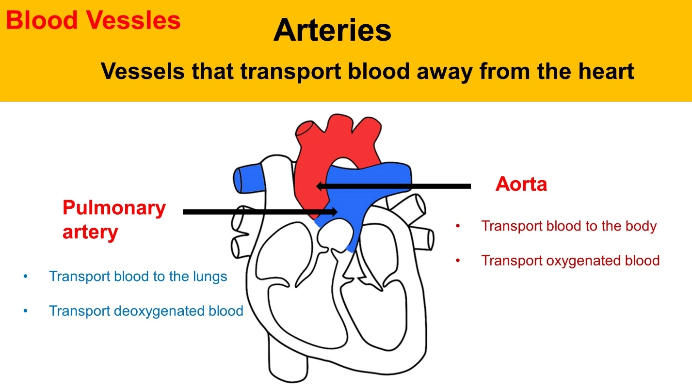 What is blood circulation? – Animal Physiology - BLOOD AND CIRCULATION - Double circulation