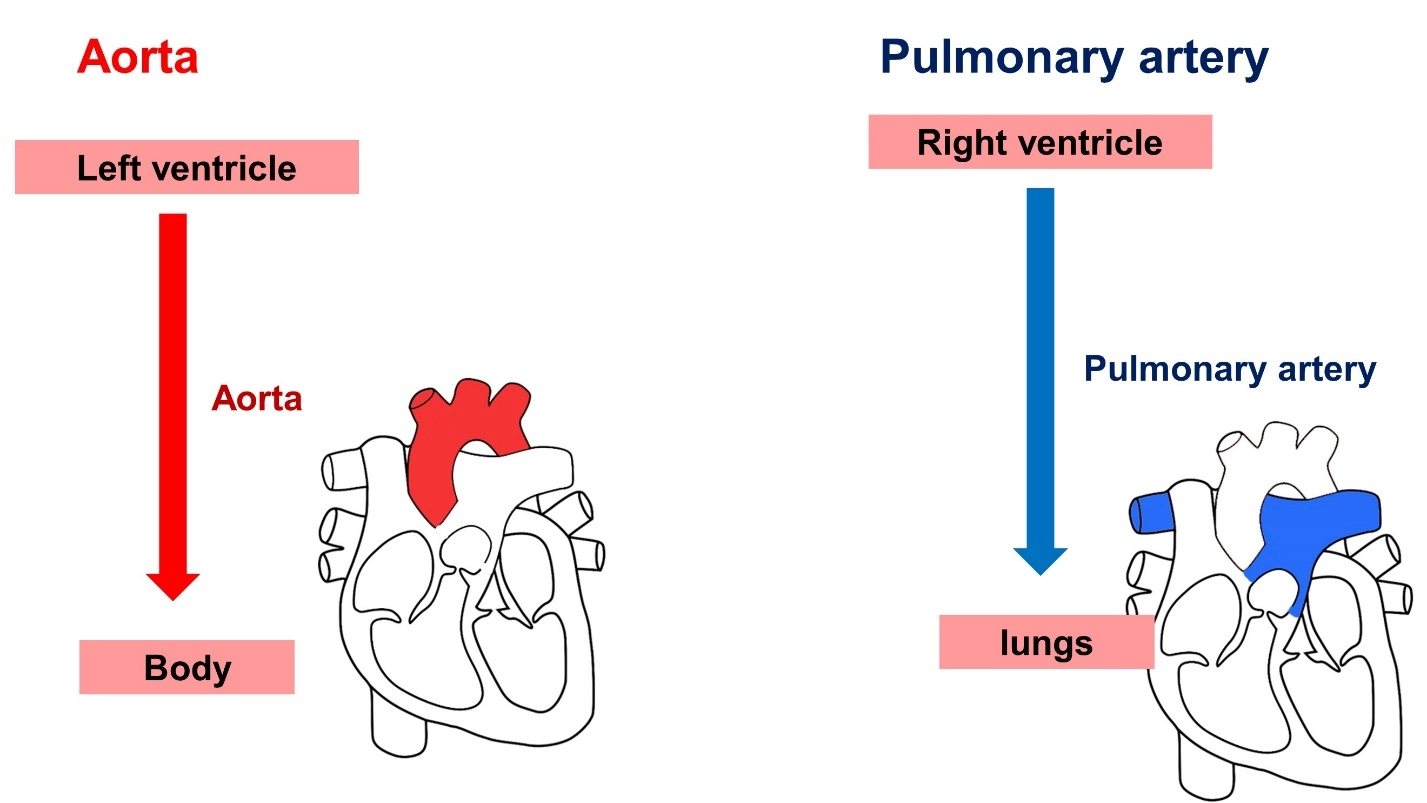 What is blood circulation? – Animal Physiology - BLOOD AND CIRCULATION - Double circulation