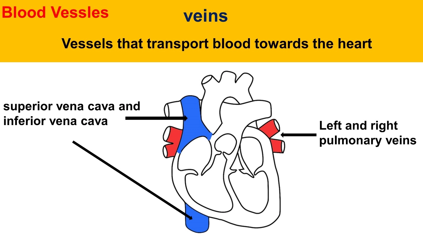 What is blood circulation? – Animal Physiology - BLOOD AND CIRCULATION - Double circulation