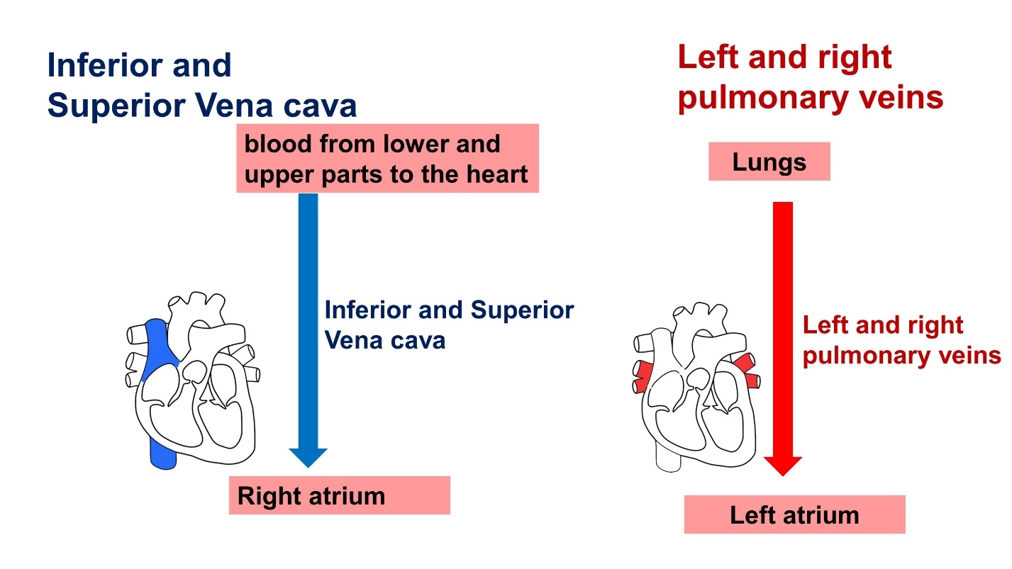 What is blood circulation? – Animal Physiology - BLOOD AND CIRCULATION - Double circulation