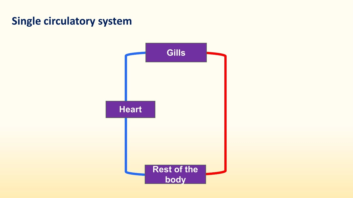 The circulatory systems of different animals – Animal Physiology - BLOOD AND CIRCULATION - Double circulation