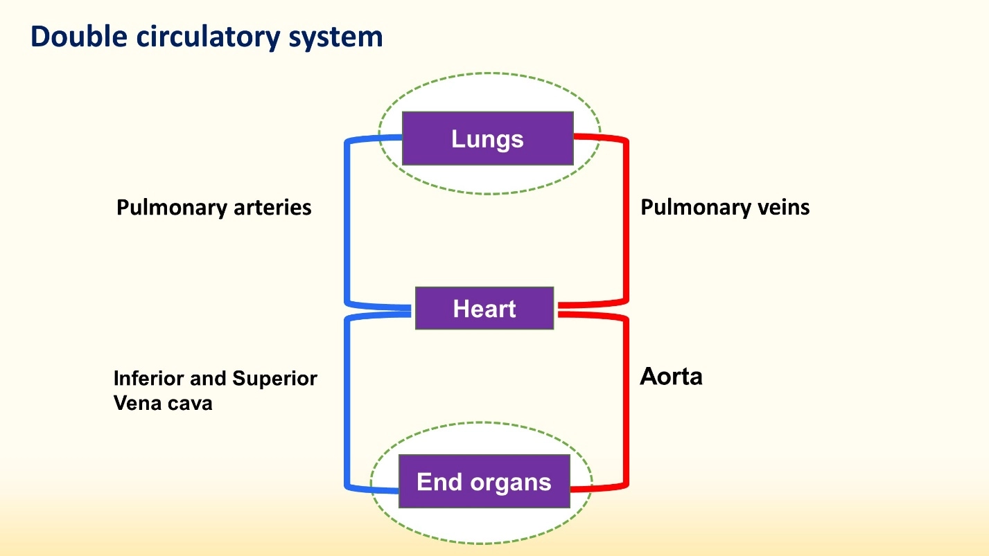 The circulatory systems of different animals – Animal Physiology - BLOOD AND CIRCULATION - Double circulation