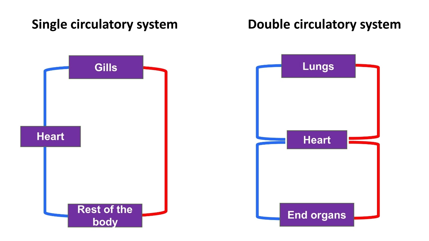 Differences between the single circulatory system and the double circulatory system – Animal Physiology - BLOOD AND CIRCUL...
