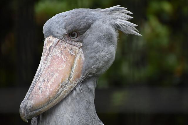  Shoebill stork – Shoebill bird facts