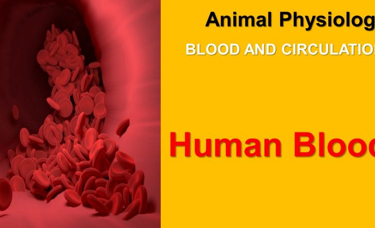  Human Blood ( Animal Physiology – BLOOD AND CIRCULATION)