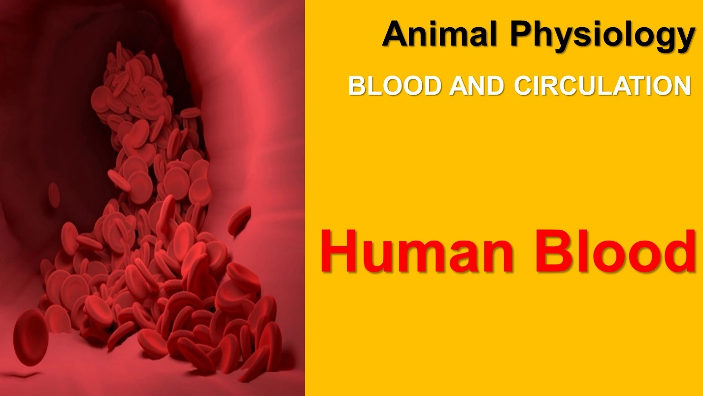 Human Blood ( Animal Physiology - BLOOD AND CIRCULATION)