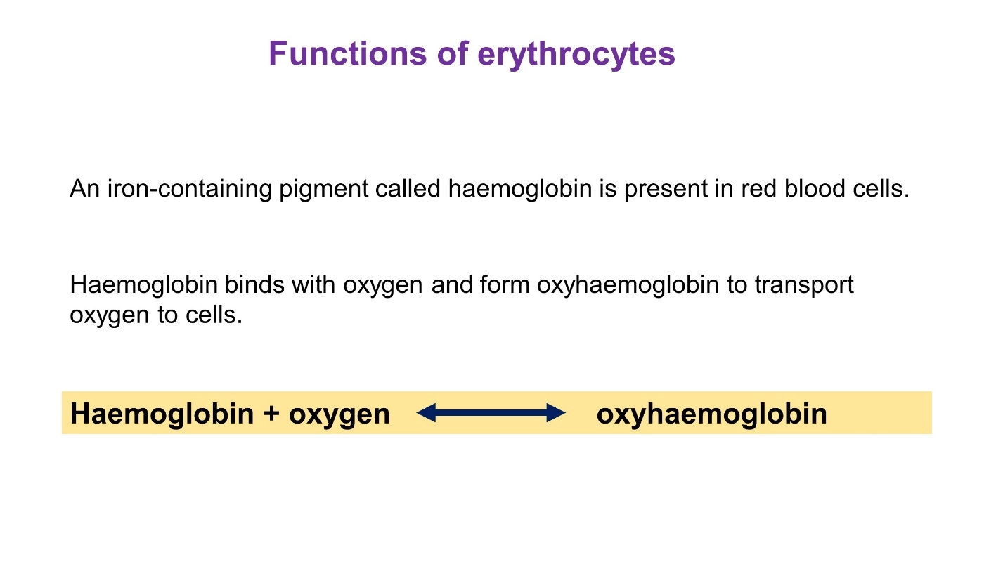 Functions of erythrocytes – Human Blood ( Animal Physiology - BLOOD AND CIRCULATION)