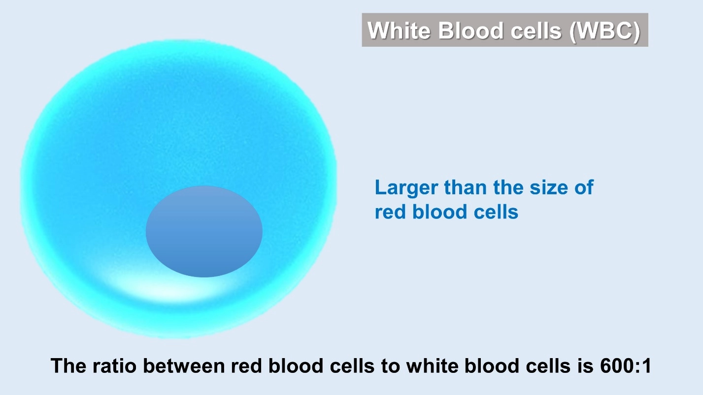 White Blood cells or WBC – Human Blood ( Animal Physiology - BLOOD AND CIRCULATION)