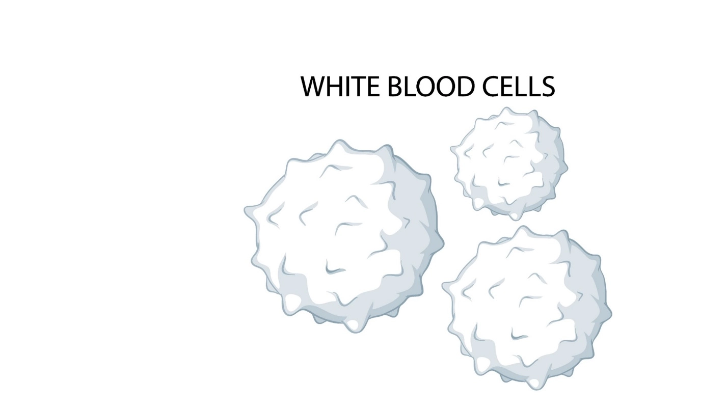White Blood cells or WBC – Human Blood ( Animal Physiology - BLOOD AND CIRCULATION)