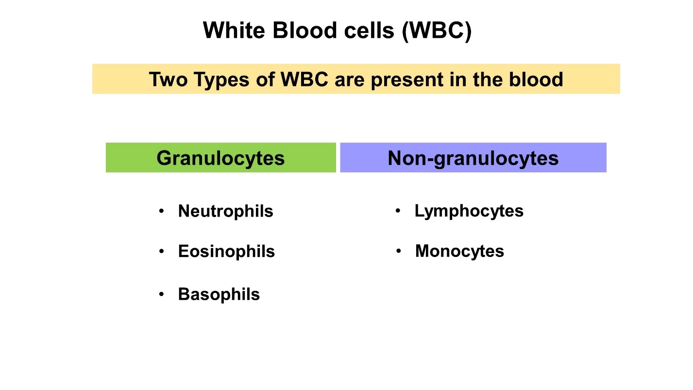 White Blood cells or WBC – Human Blood ( Animal Physiology - BLOOD AND CIRCULATION)