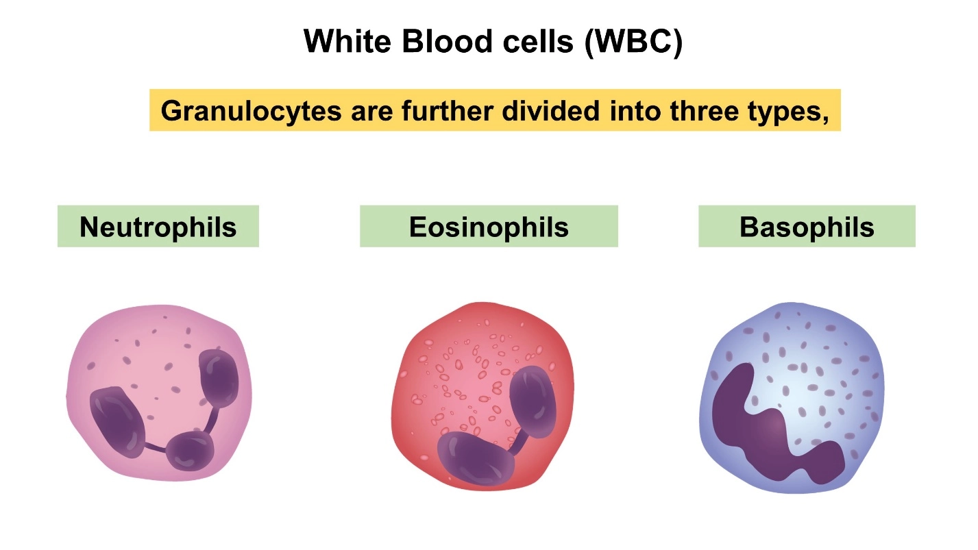 White Blood cells or WBC – Human Blood ( Animal Physiology - BLOOD AND CIRCULATION)