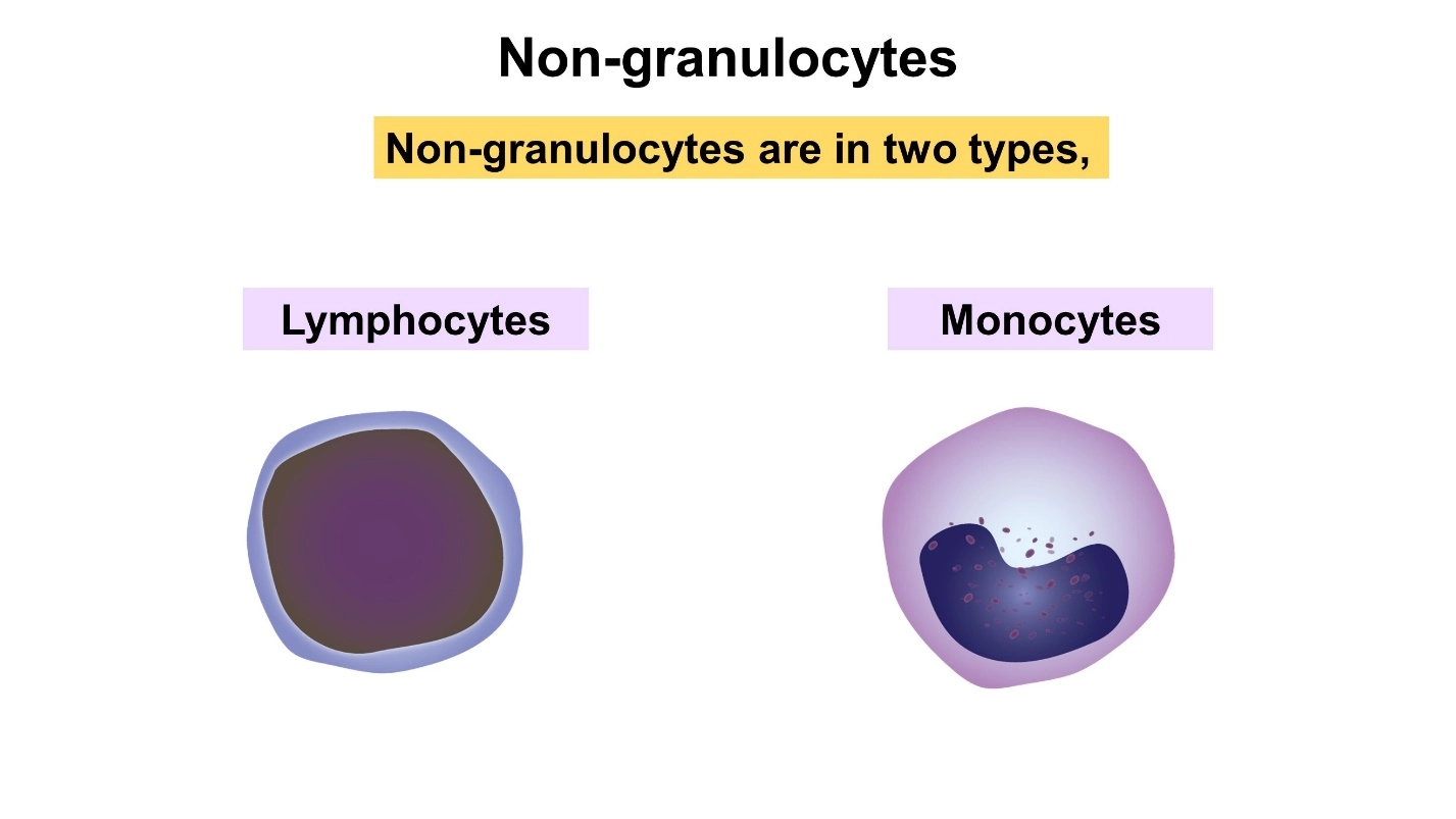 Non-granulocyte WBCs – Human Blood ( Animal Physiology - BLOOD AND CIRCULATION)