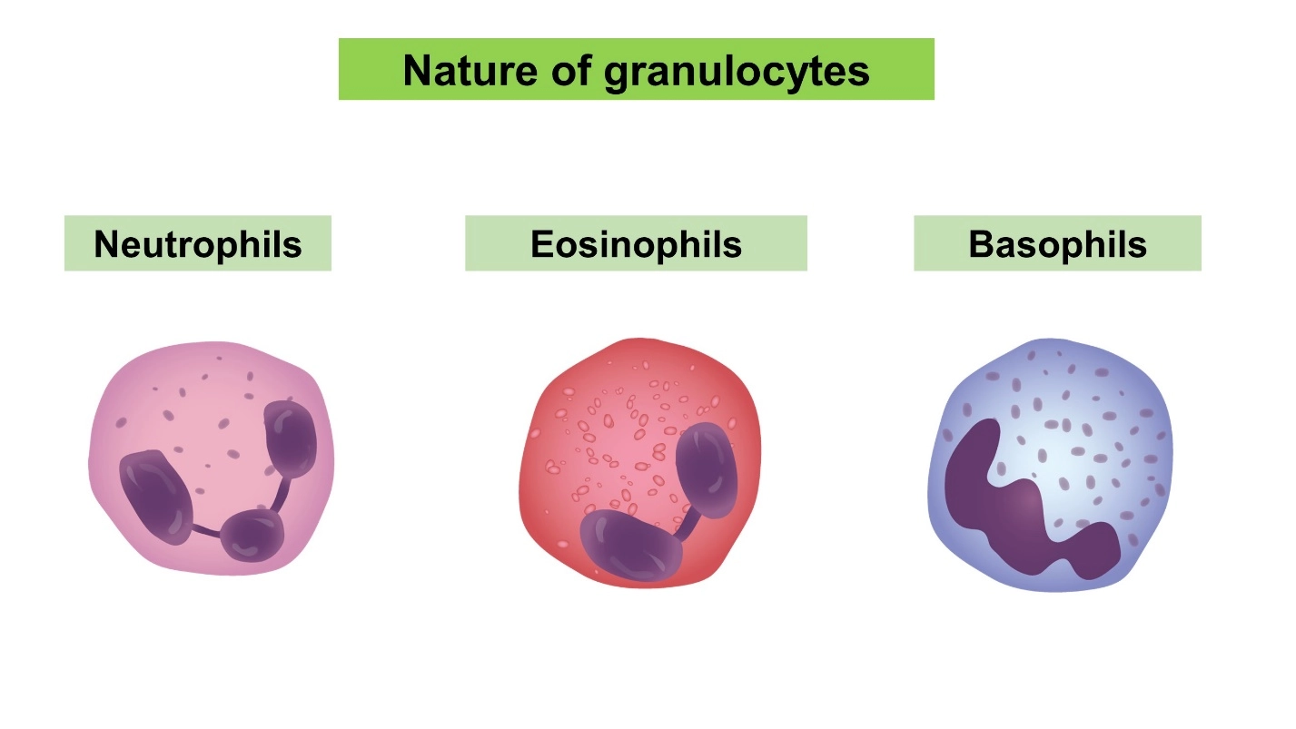 Nature of granulocytes – Human Blood ( Animal Physiology - BLOOD AND CIRCULATION)
