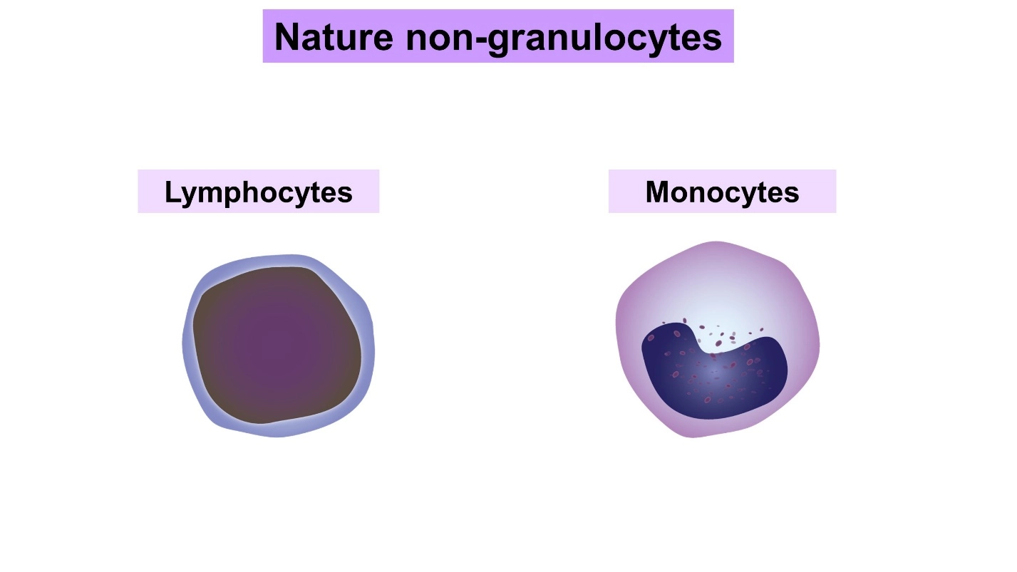 Nature of non-granulocytes – Human Blood ( Animal Physiology - BLOOD AND CIRCULATION)