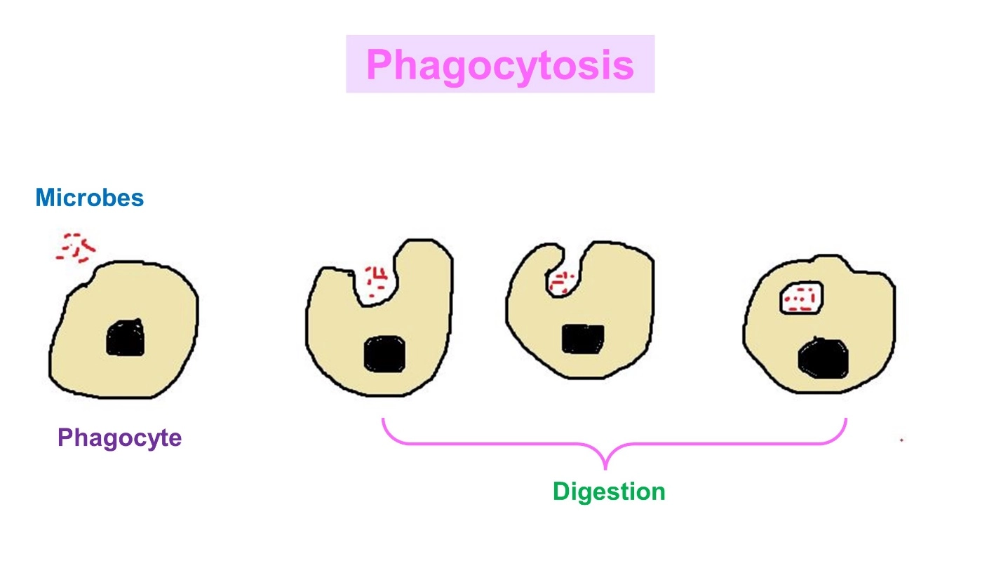 Phagocytosis – Human Blood ( Animal Physiology - BLOOD AND CIRCULATION)