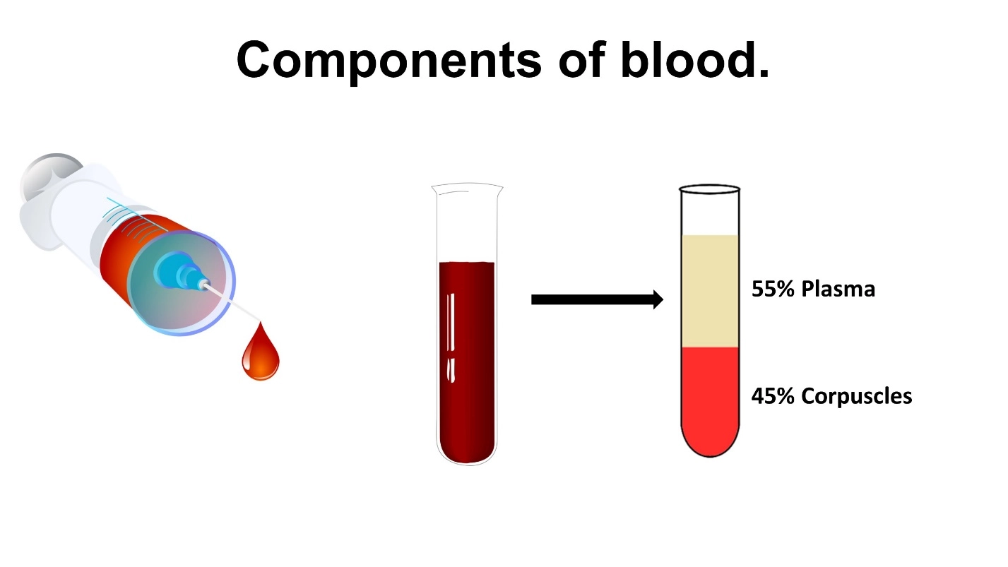 Components of blood. – Human Blood ( Animal Physiology - BLOOD AND CIRCULATION)