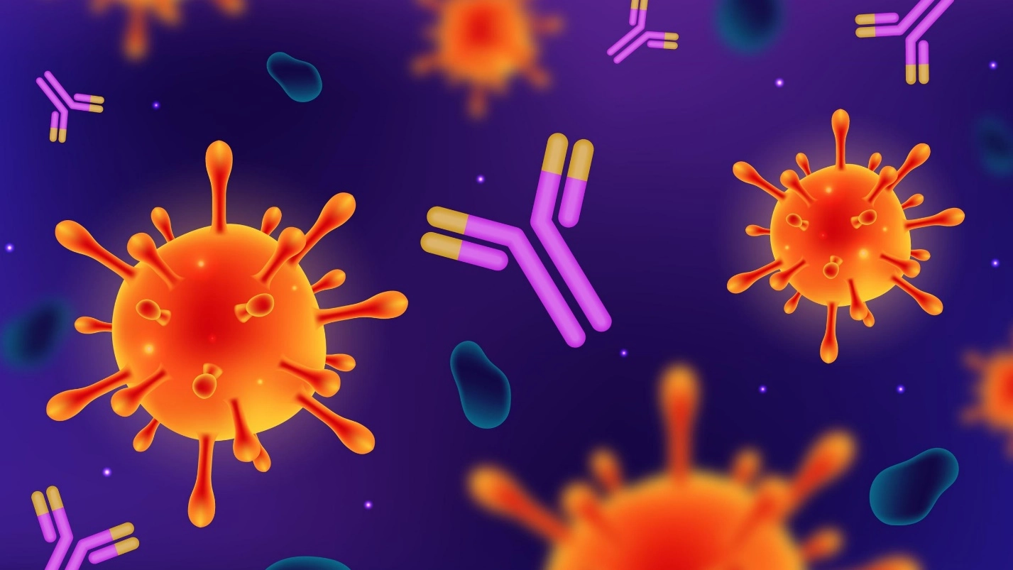 Production of antibodies – Human Blood ( Animal Physiology - BLOOD AND CIRCULATION)