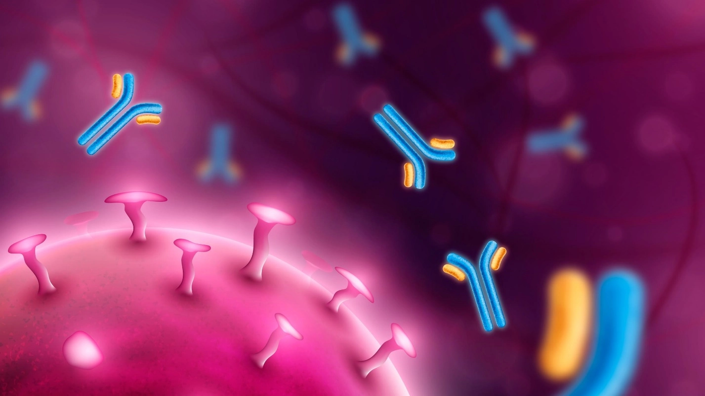 Production of antibodies – Human Blood ( Animal Physiology - BLOOD AND CIRCULATION)