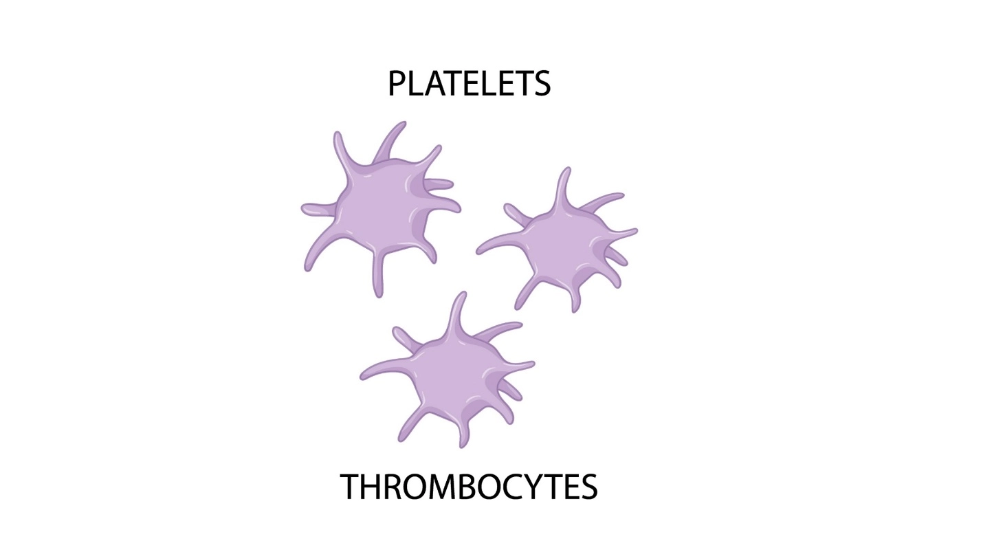Platelets – Human Blood ( Animal Physiology - BLOOD AND CIRCULATION)
