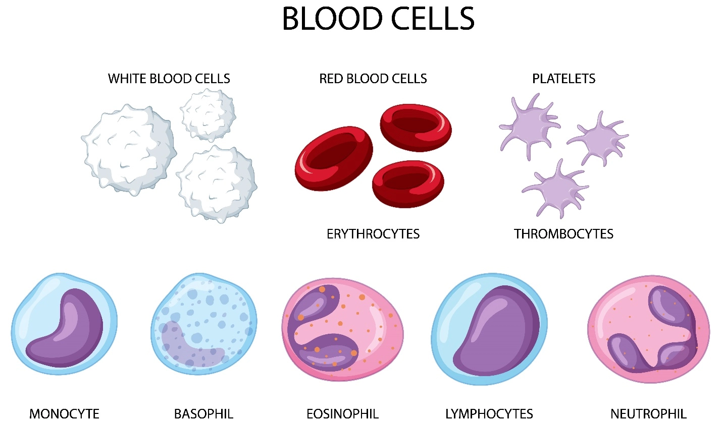 Blood Cells – Human Blood ( Animal Physiology - BLOOD AND CIRCULATION)