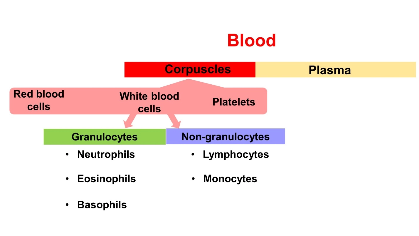 Human Blood ( Animal Physiology - BLOOD AND CIRCULATION) – Biology study notes