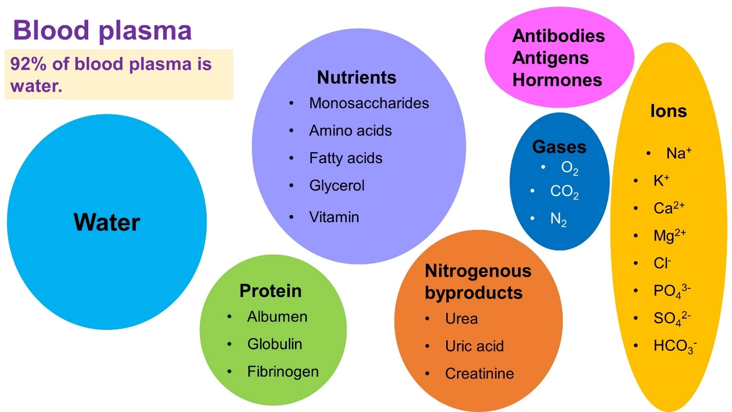 Blood plasma – Human Blood ( Animal Physiology - BLOOD AND CIRCULATION)