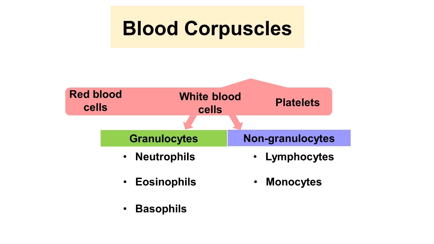 Blood cells – Human Blood ( Animal Physiology - BLOOD AND CIRCULATION)