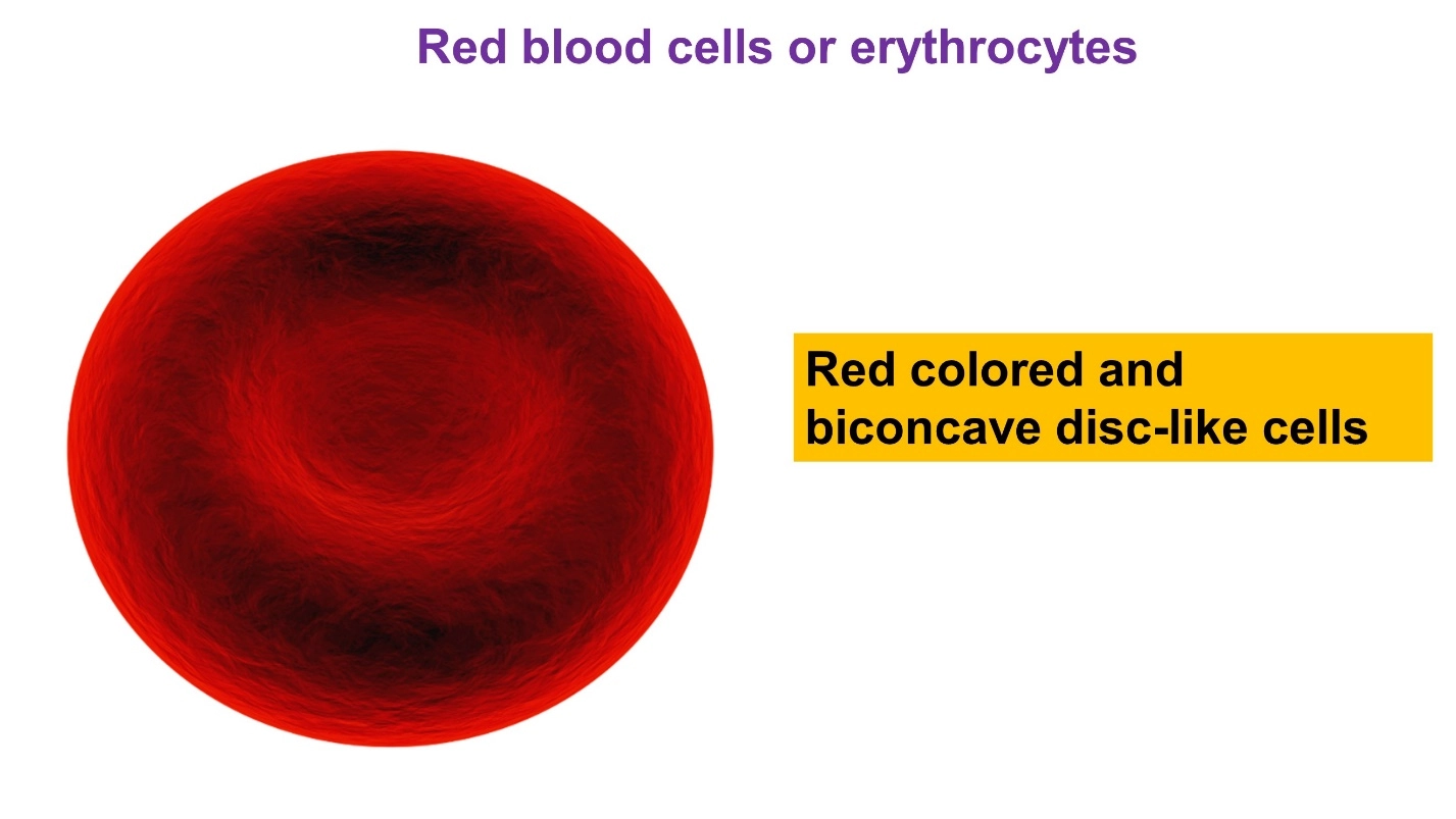 Red blood cells or erythrocytes. – Human Blood ( Animal Physiology - BLOOD AND CIRCULATION)