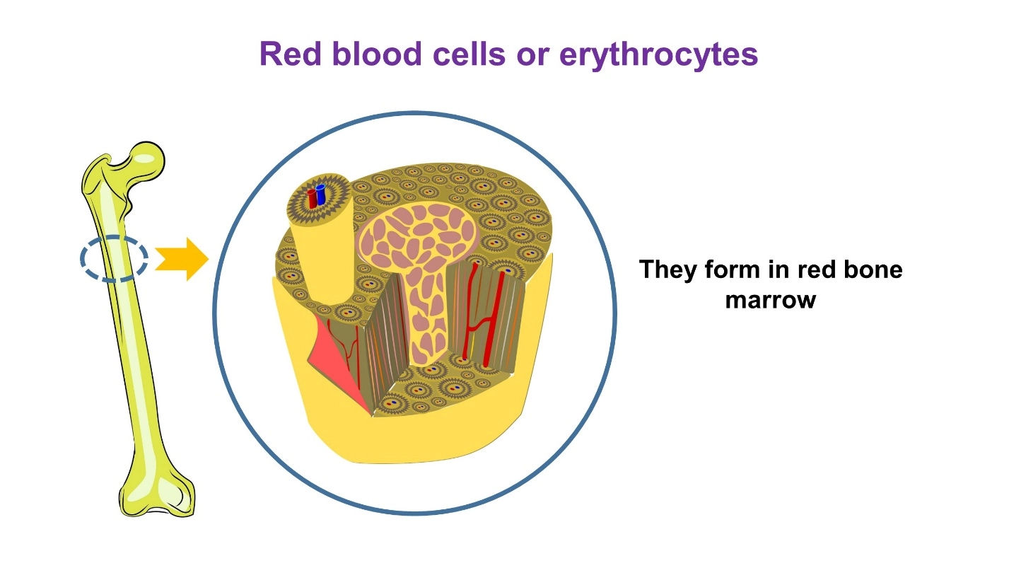 Red blood cells or erythrocytes. – Human Blood ( Animal Physiology - BLOOD AND CIRCULATION)