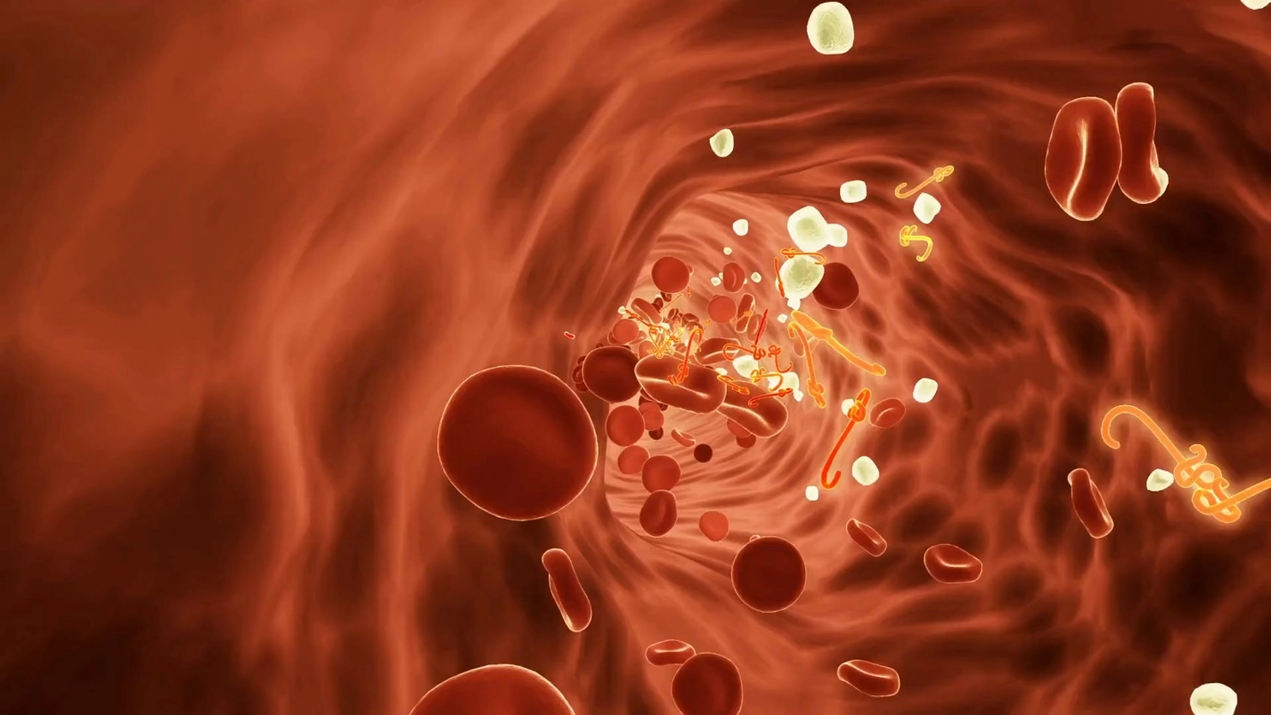 Red blood cells or erythrocytes. – Human Blood ( Animal Physiology - BLOOD AND CIRCULATION)