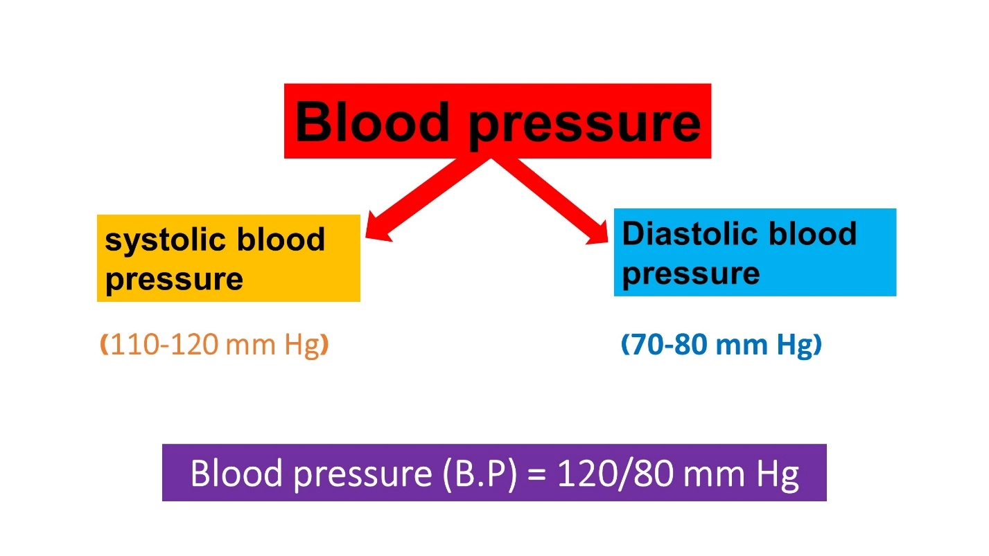 Blood pressure – Cardiac cycle (Animal Physiology - BLOOD AND CIRCULATION)