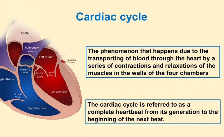  Cardiac cycle (Animal Physiology – BLOOD AND CIRCULATION)