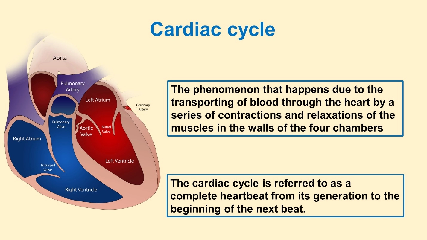 Cardiac cycle (Animal Physiology - BLOOD AND CIRCULATION)