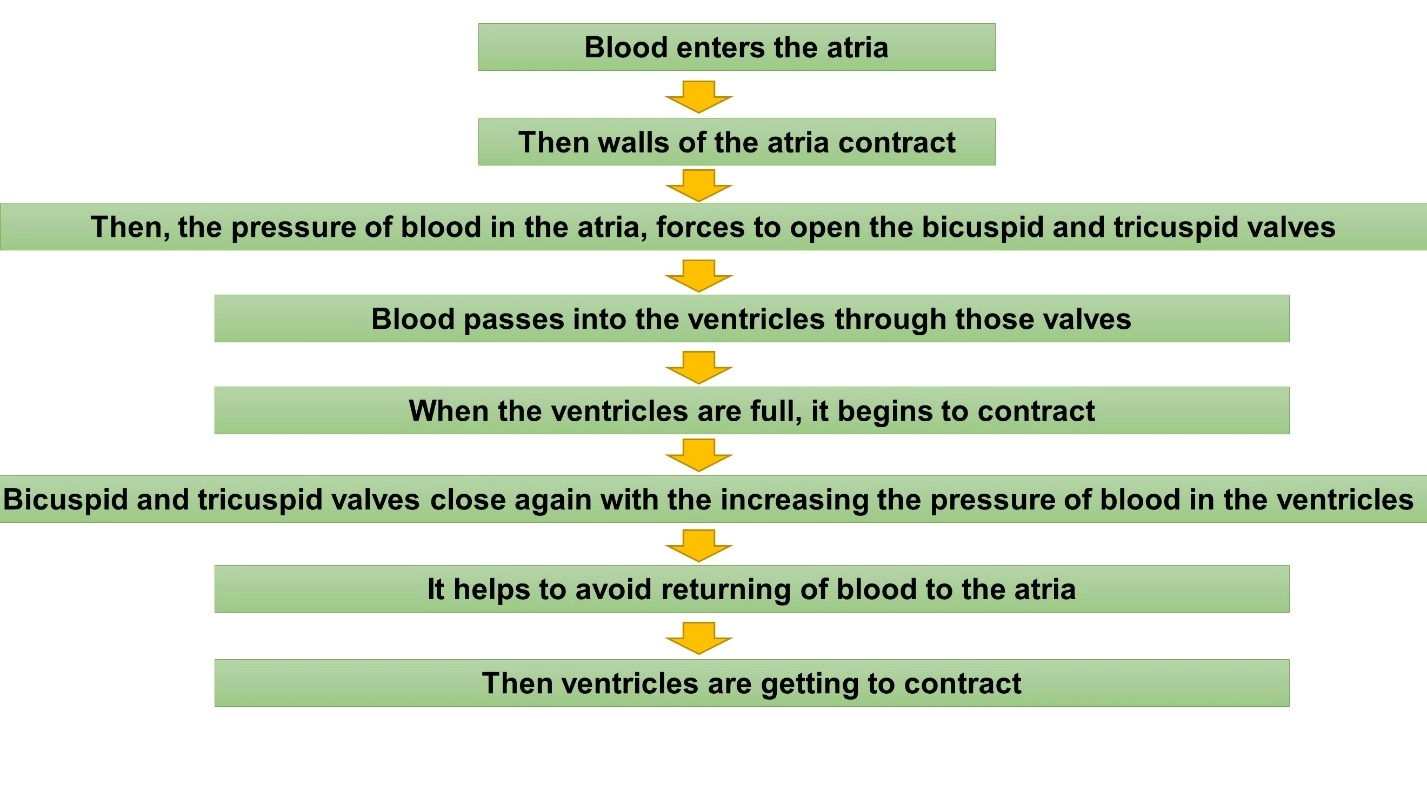 Steps of cardiac cycle – Cardiac cycle (Animal Physiology - BLOOD AND CIRCULATION)