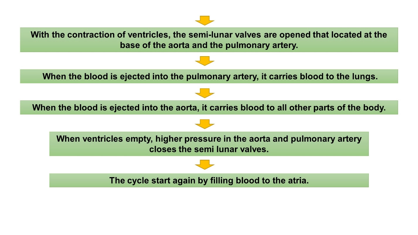 Steps of cardiac cycle – Cardiac cycle (Animal Physiology - BLOOD AND CIRCULATION)