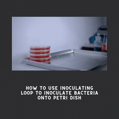 petri dish bacteria inoculation video gif