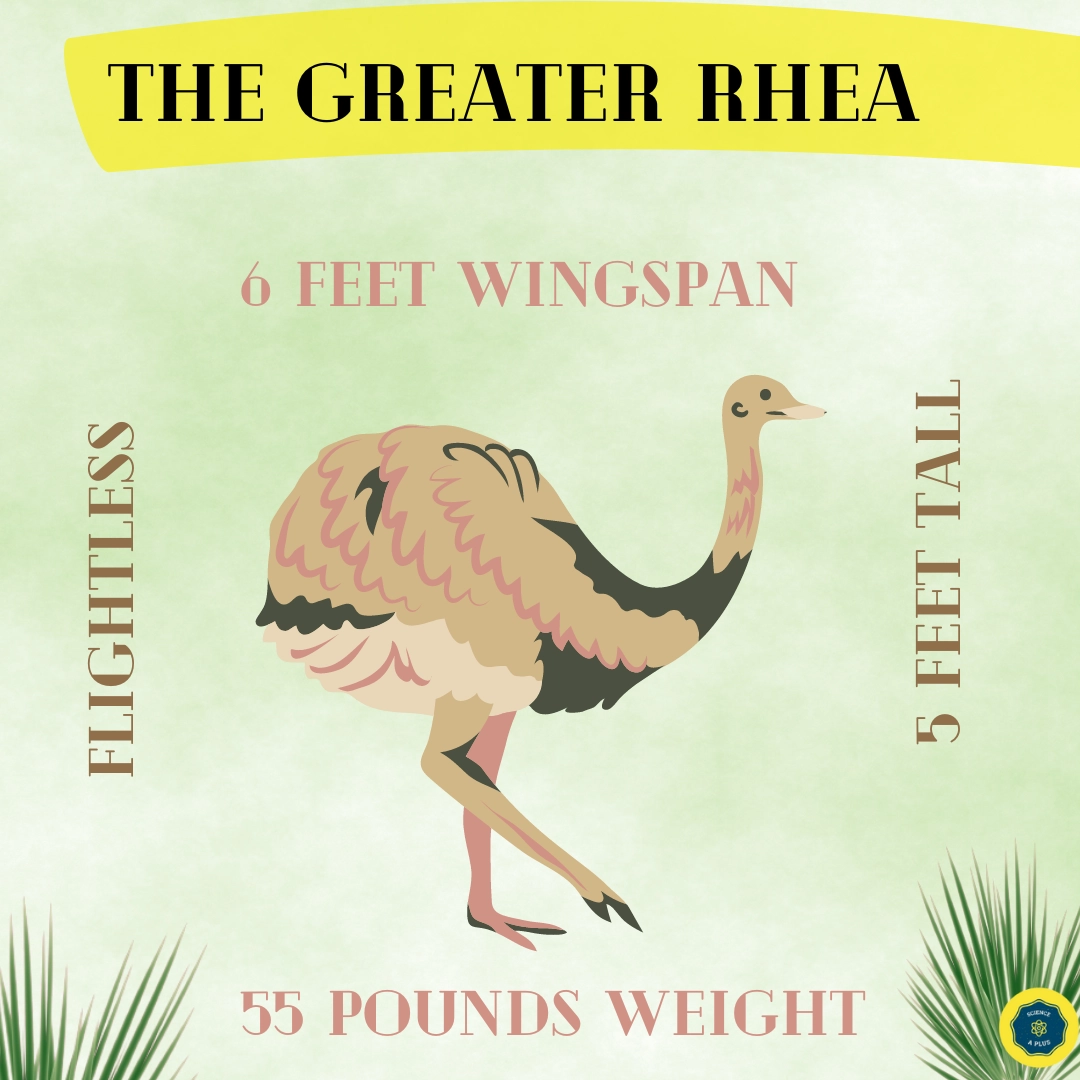 The greater rhea the largest flightless bird in North America
