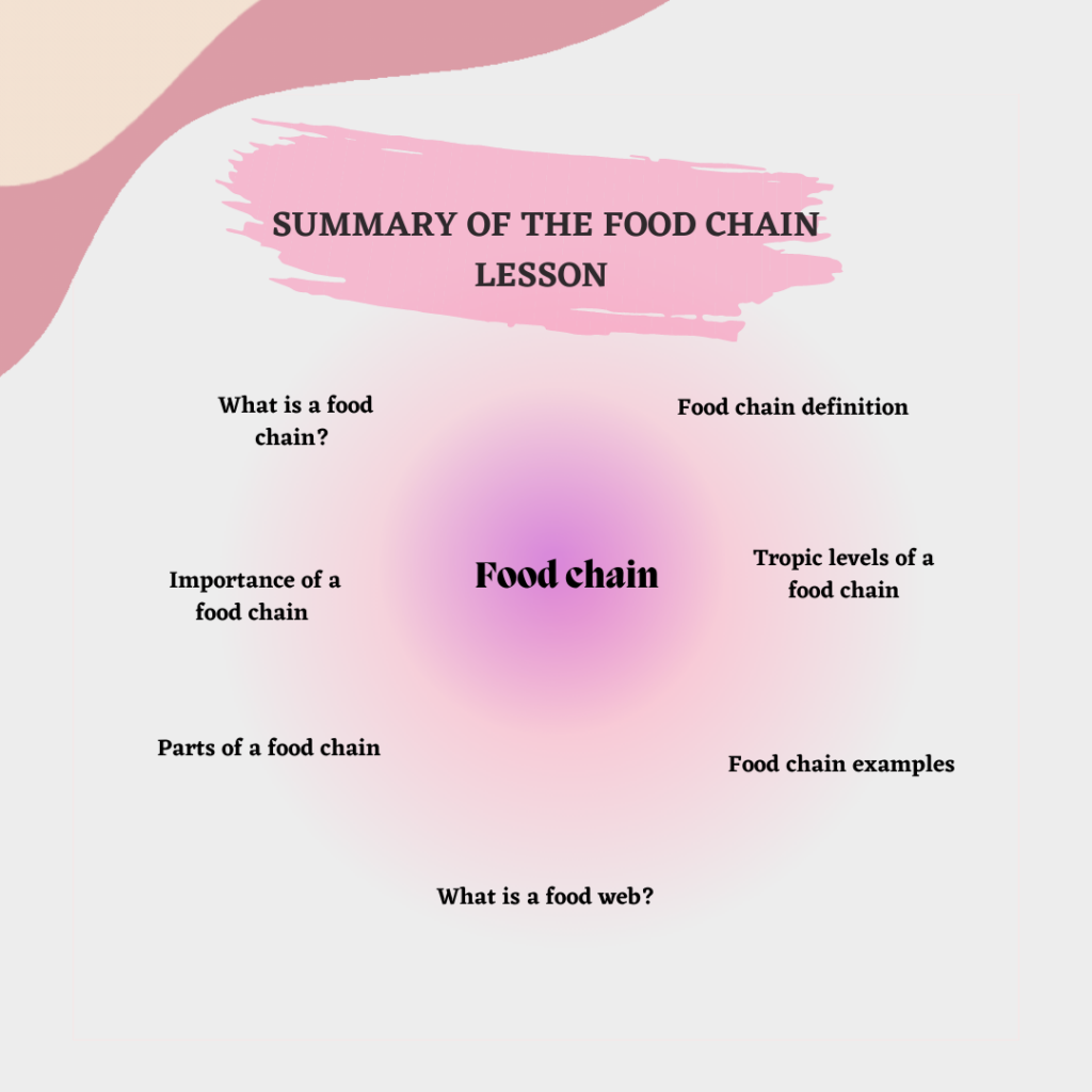 Food chain and food web lesson simplified