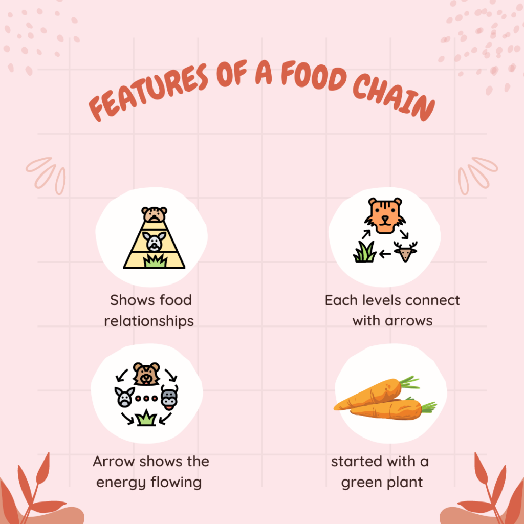 Food chain and food web lesson simplified