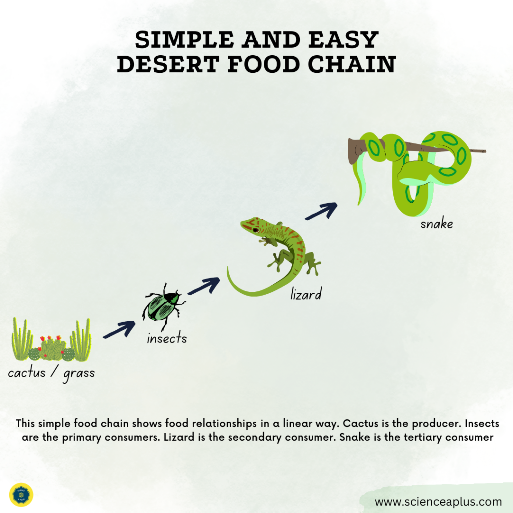 Simple desert food chain