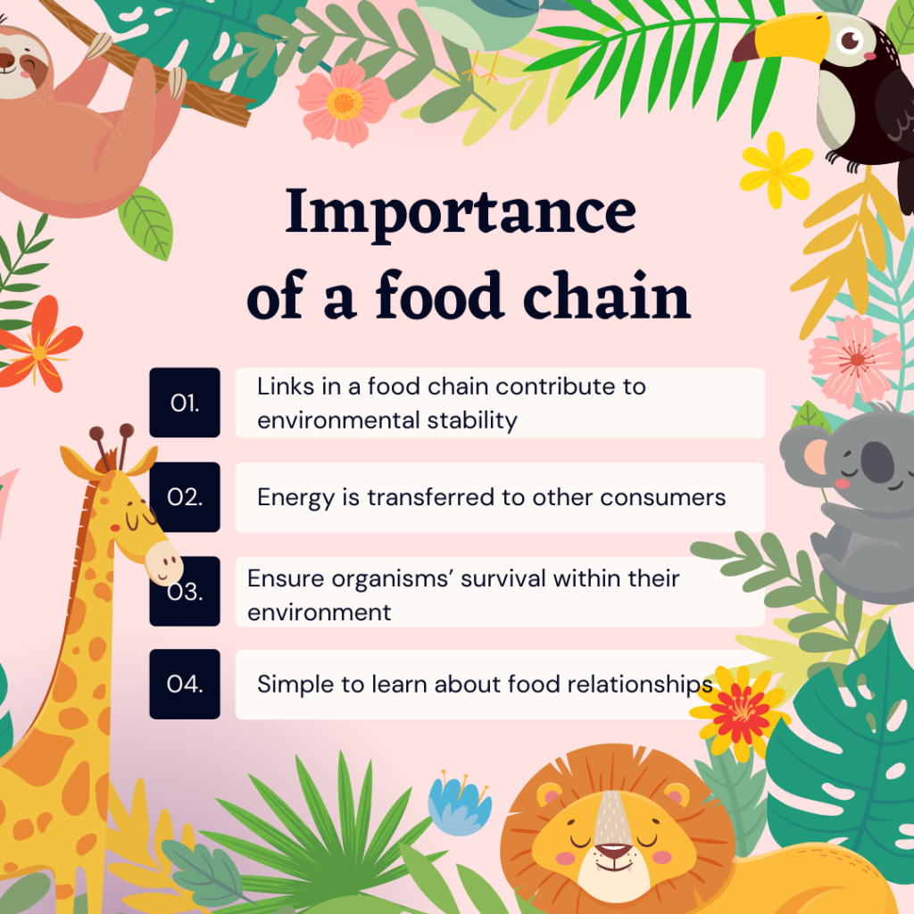 Food chain and food web lesson simplified