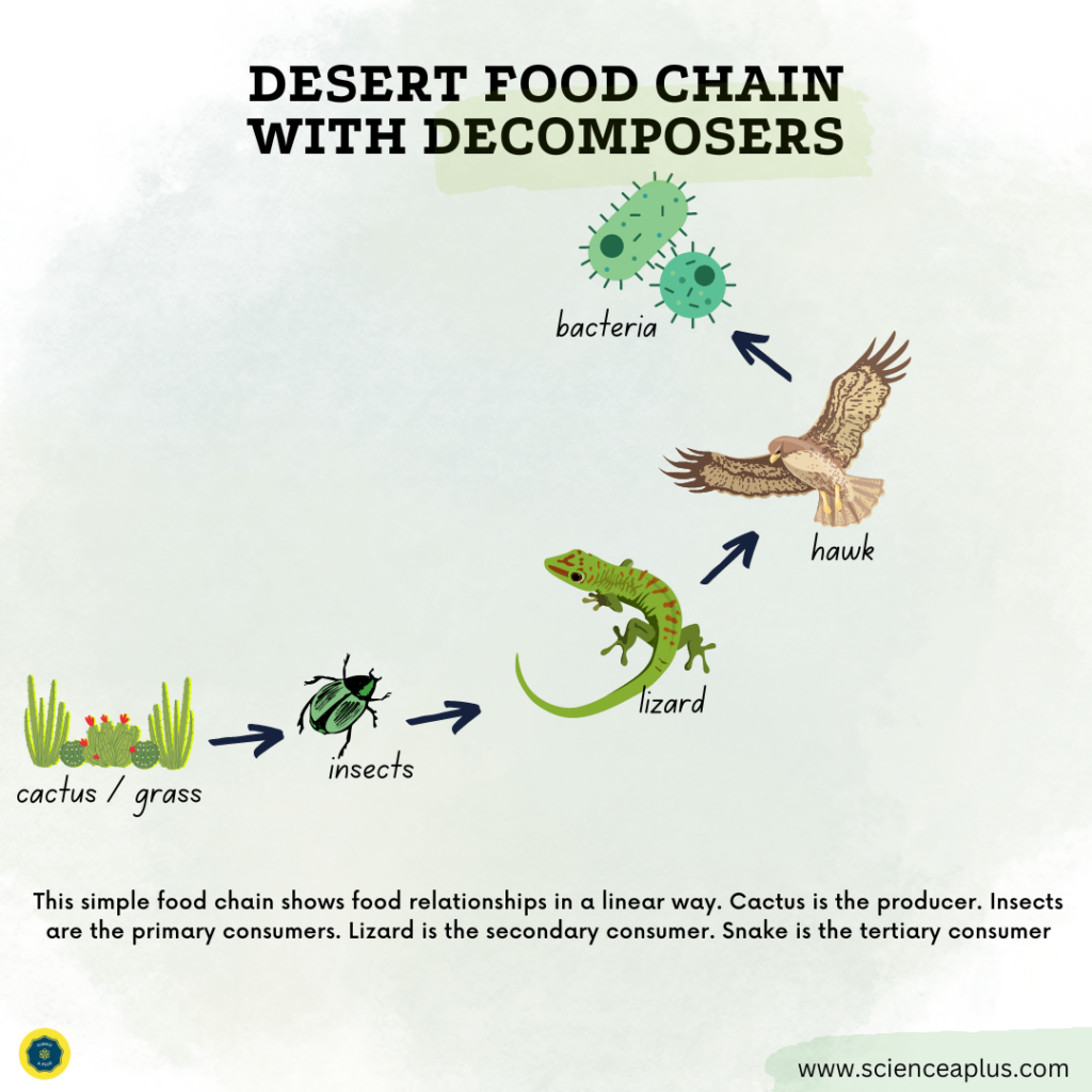 Desert food chain with decomposers