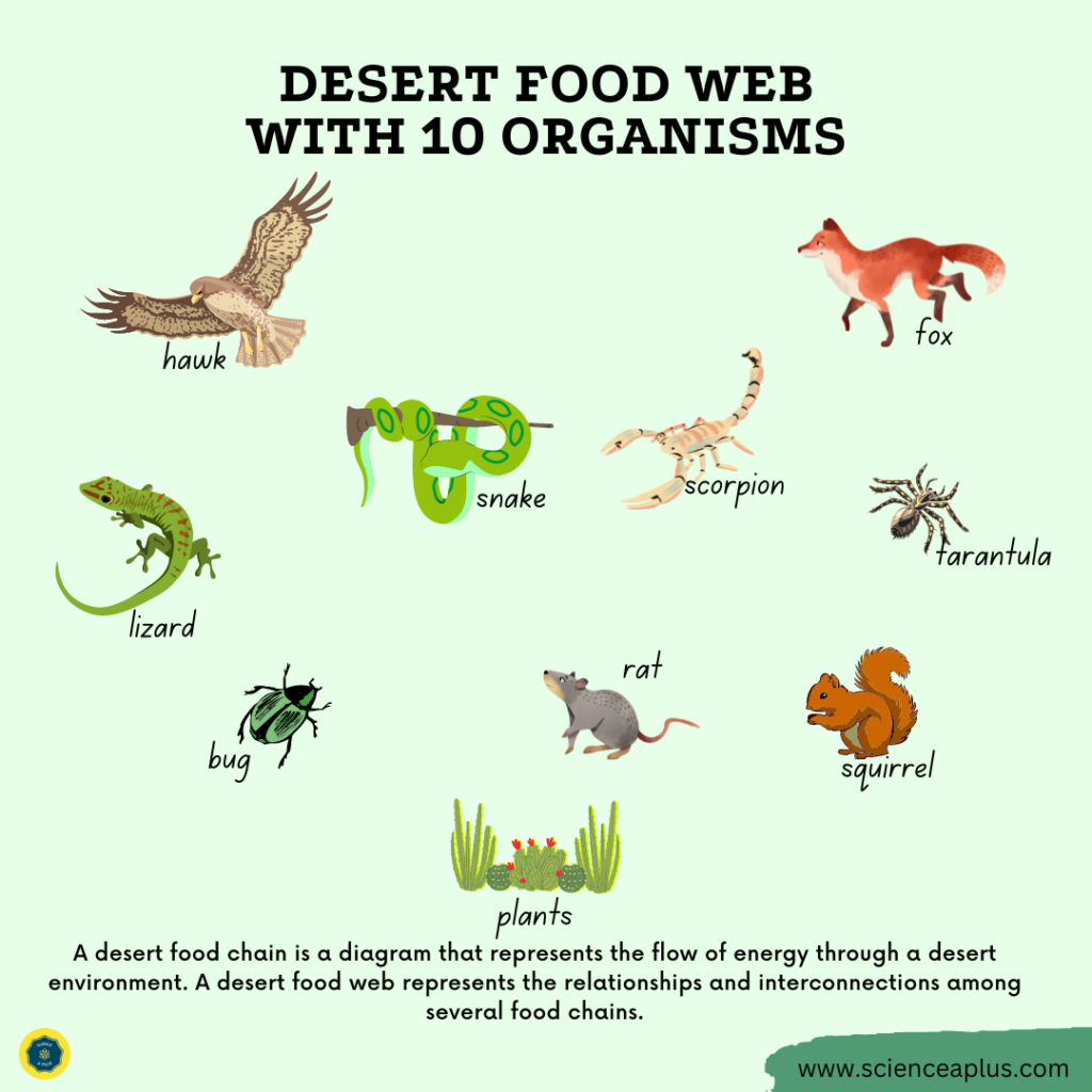 Desert food web with 10 organisms